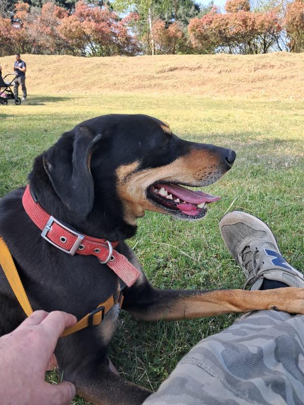 Skylar, una bellissima simil segugia Foto 4